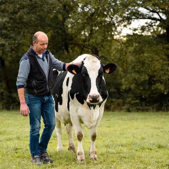 Laitier et sa vache